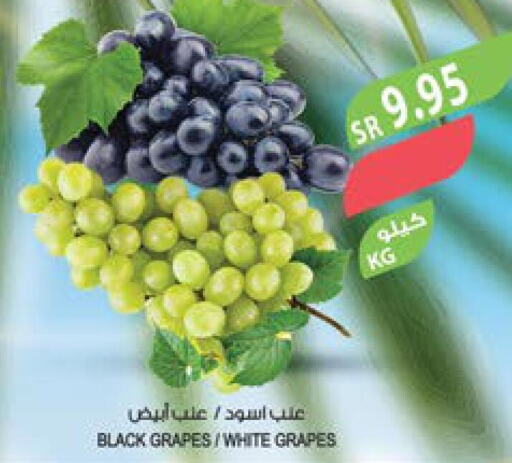  Grapes  in المزرعة in مملكة العربية السعودية, السعودية, سعودية - الخرج