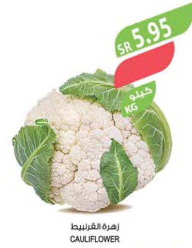 Cauliflower  in Farm  in KSA, Saudi Arabia, Saudi - Sakaka