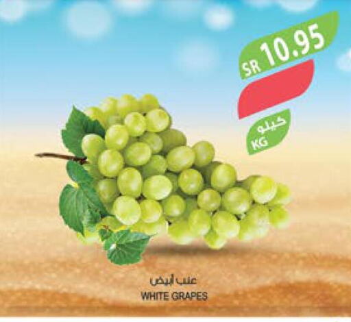  Grapes  in Farm  in KSA, Saudi Arabia, Saudi - Yanbu