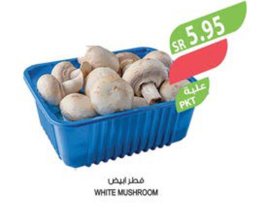  Mushroom  in المزرعة in مملكة العربية السعودية, السعودية, سعودية - نجران