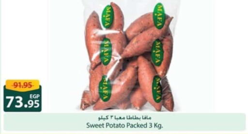  Sweet Potato  in سبينس in Egypt - القاهرة