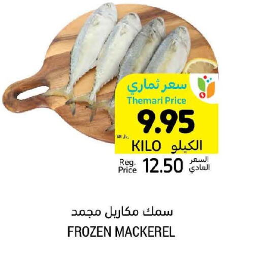 King Fish  in أسواق التميمي in مملكة العربية السعودية, السعودية, سعودية - الأحساء‎
