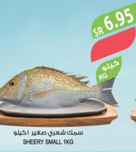  King Fish  in المزرعة in مملكة العربية السعودية, السعودية, سعودية - الخبر‎