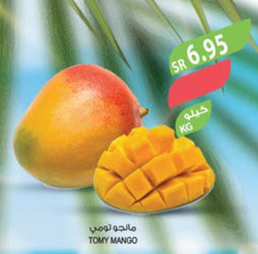 Mango Mango  in Farm  in KSA, Saudi Arabia, Saudi - Najran