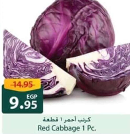  Cabbage  in سبينس in Egypt - القاهرة