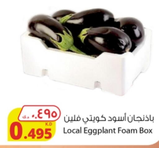  Zucchini  in شركة المنتجات الزراعية الغذائية in الكويت - محافظة الجهراء
