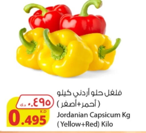  Chilli / Capsicum  in شركة المنتجات الزراعية الغذائية in الكويت - محافظة الجهراء