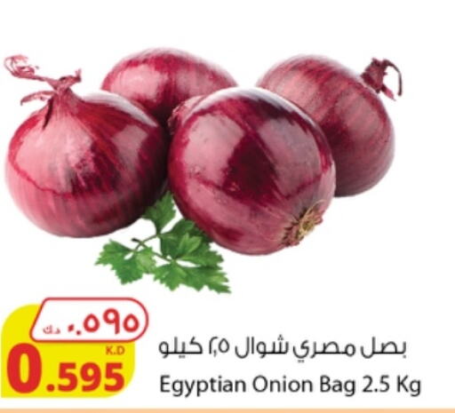  Onion  in شركة المنتجات الزراعية الغذائية in الكويت - محافظة الجهراء