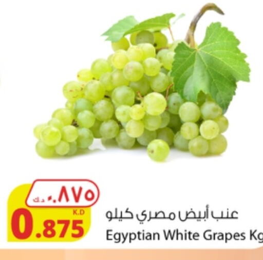  Grapes  in شركة المنتجات الزراعية الغذائية in الكويت - محافظة الجهراء