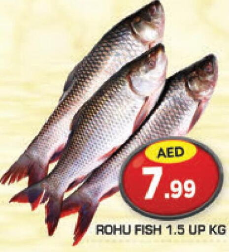  King Fish  in Baniyas Spike  in UAE - Abu Dhabi