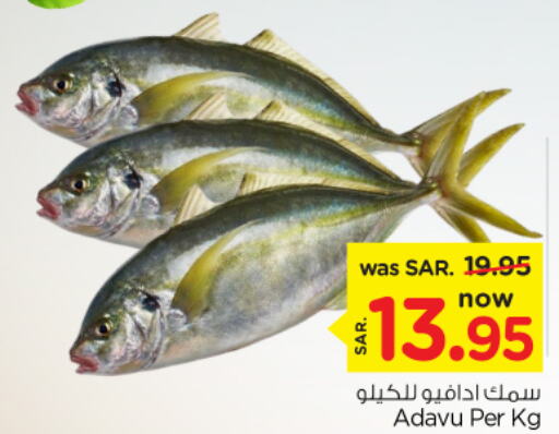  King Fish  in Nesto in KSA, Saudi Arabia, Saudi - Riyadh