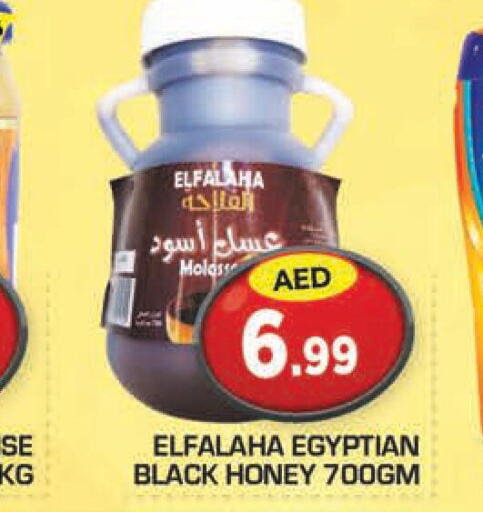  Honey  in سنابل بني ياس in الإمارات العربية المتحدة , الامارات - أم القيوين‎