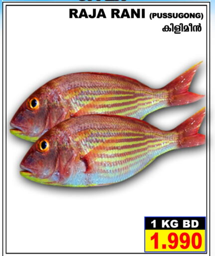  King Fish  in شذى للأسماك in البحرين