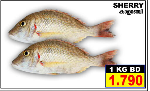  King Fish  in Shada Fish in Bahrain