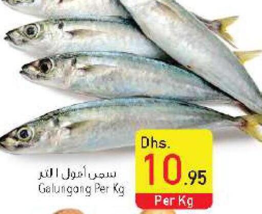  King Fish  in السفير هايبر ماركت in الإمارات العربية المتحدة , الامارات - الشارقة / عجمان