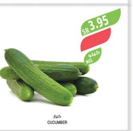  Cucumber  in المزرعة in مملكة العربية السعودية, السعودية, سعودية - الخفجي