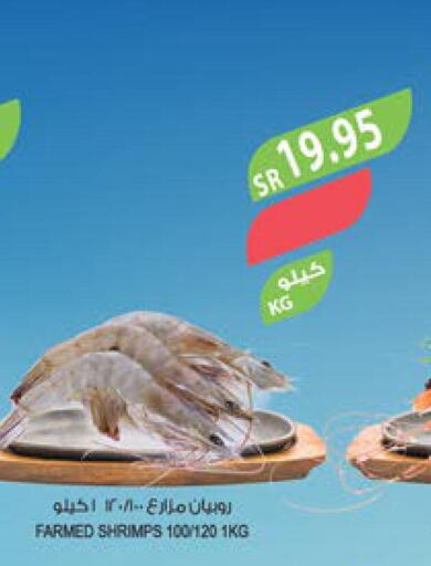  King Fish  in المزرعة in مملكة العربية السعودية, السعودية, سعودية - أبها