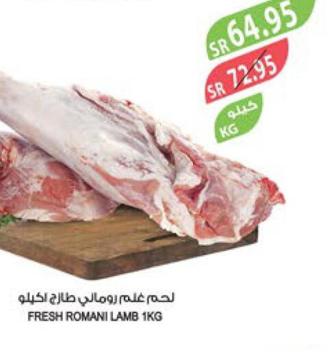  Mutton / Lamb  in Farm  in KSA, Saudi Arabia, Saudi - Dammam