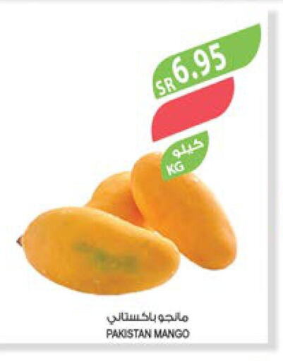Mango   in Farm  in KSA, Saudi Arabia, Saudi - Al Bahah