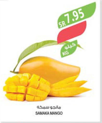 Mango   in Farm  in KSA, Saudi Arabia, Saudi - Dammam