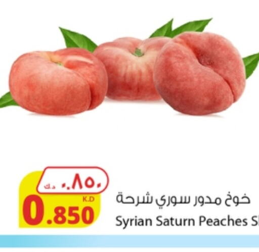  Peach  in شركة المنتجات الزراعية الغذائية in الكويت - محافظة الجهراء