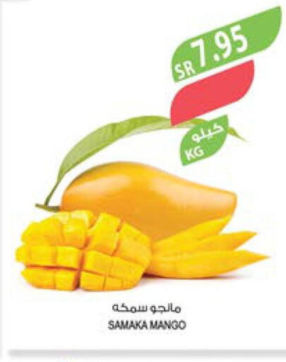  Mango  in Farm  in KSA, Saudi Arabia, Saudi - Abha