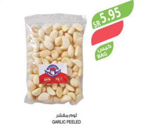  Garlic  in Farm  in KSA, Saudi Arabia, Saudi - Al Bahah