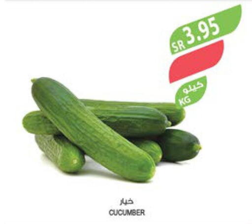  Cucumber  in المزرعة in مملكة العربية السعودية, السعودية, سعودية - ينبع