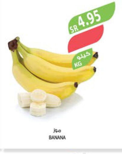  Banana  in المزرعة in مملكة العربية السعودية, السعودية, سعودية - جازان