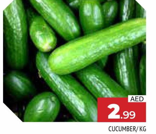  Cucumber  in المدينة in الإمارات العربية المتحدة , الامارات - الشارقة / عجمان