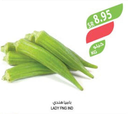  Garlic  in Farm  in KSA, Saudi Arabia, Saudi - Jazan