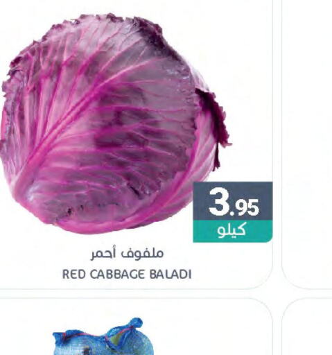  Cabbage  in اسواق المنتزه in مملكة العربية السعودية, السعودية, سعودية - المنطقة الشرقية