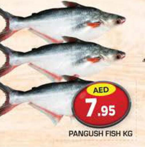  Tuna  in سنابل بني ياس in الإمارات العربية المتحدة , الامارات - أم القيوين‎