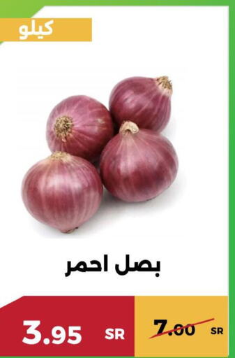  Onion  in Forat Garden in KSA, Saudi Arabia, Saudi - Mecca