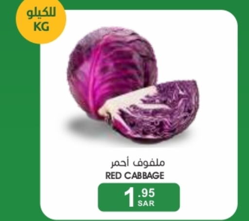  Cabbage  in  مـزايــا in مملكة العربية السعودية, السعودية, سعودية - المنطقة الشرقية