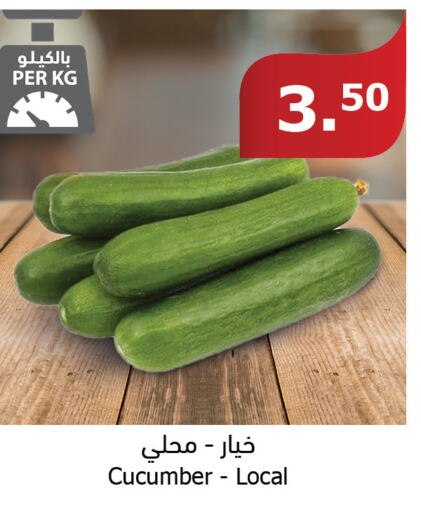  Cucumber  in Al Raya in KSA, Saudi Arabia, Saudi - Tabuk