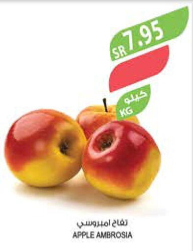  Apples  in Farm  in KSA, Saudi Arabia, Saudi - Al Bahah