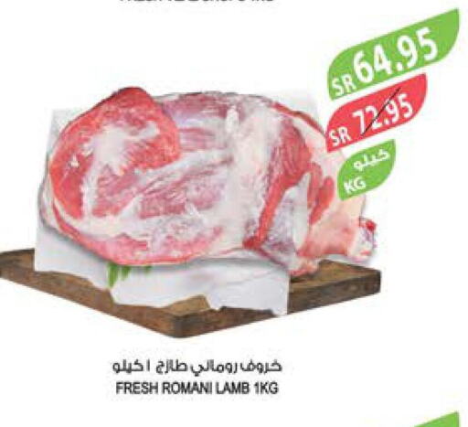  Mutton / Lamb  in Farm  in KSA, Saudi Arabia, Saudi - Tabuk