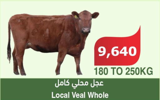  Veal  in Al Raya in KSA, Saudi Arabia, Saudi - Al Bahah