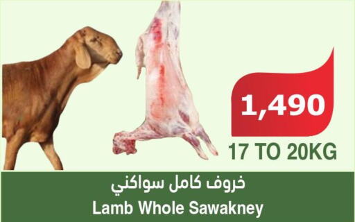  Mutton / Lamb  in الراية in مملكة العربية السعودية, السعودية, سعودية - جدة