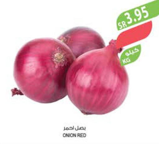  Onion  in Farm  in KSA, Saudi Arabia, Saudi - Jazan