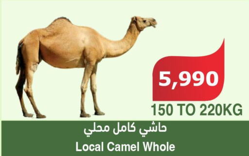  Camel meat  in الراية in مملكة العربية السعودية, السعودية, سعودية - نجران