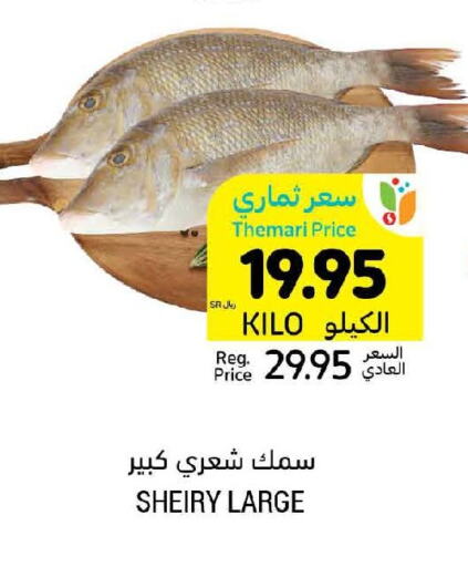  King Fish  in أسواق التميمي in مملكة العربية السعودية, السعودية, سعودية - المدينة المنورة