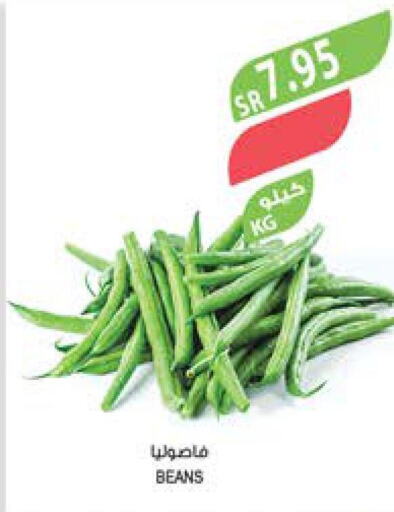  Beans  in Farm  in KSA, Saudi Arabia, Saudi - Najran