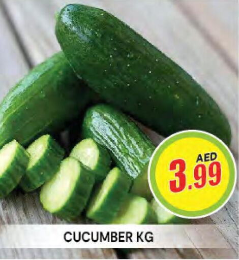  Cucumber  in سنابل بني ياس in الإمارات العربية المتحدة , الامارات - أم القيوين‎