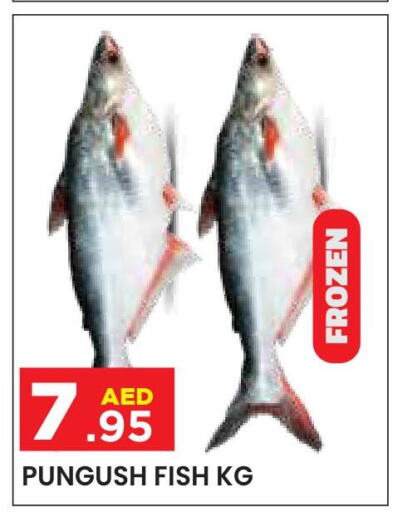  King Fish  in سنابل بني ياس in الإمارات العربية المتحدة , الامارات - ٱلْعَيْن‎