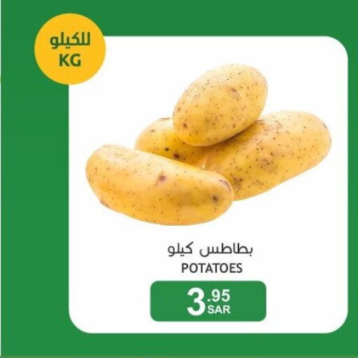  Potato  in  مـزايــا in مملكة العربية السعودية, السعودية, سعودية - المنطقة الشرقية