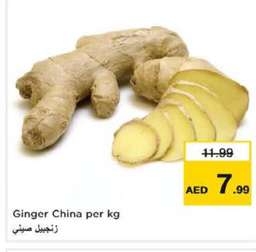 Ginger  in Last Chance  in UAE - Fujairah