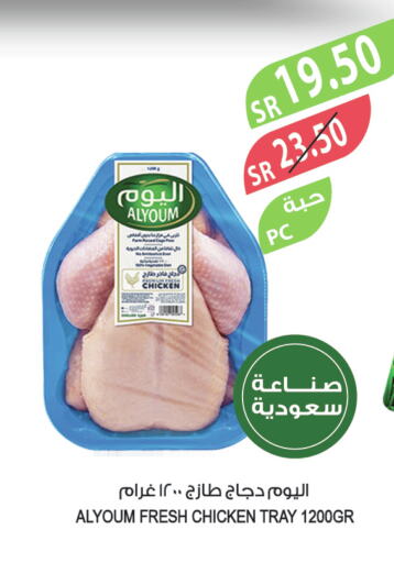 AL YOUM Fresh Chicken  in Farm  in KSA, Saudi Arabia, Saudi - Al-Kharj