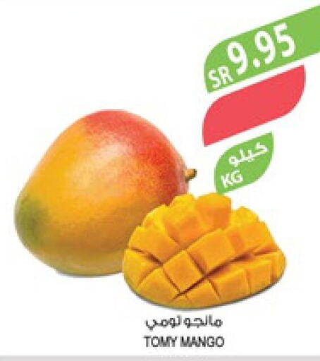 Mango Mango  in Farm  in KSA, Saudi Arabia, Saudi - Riyadh